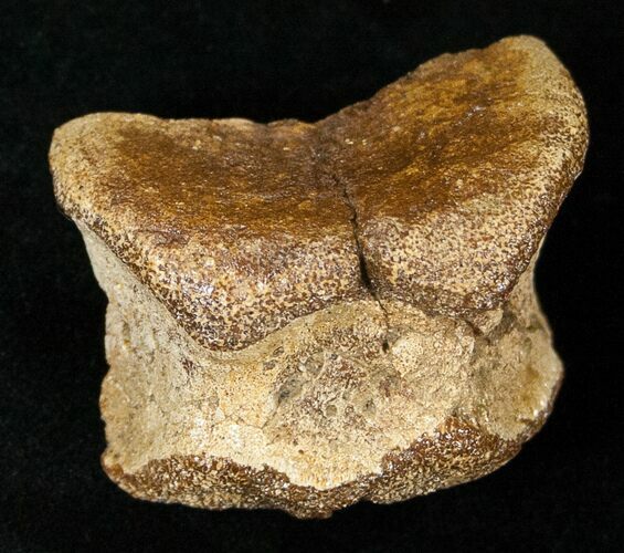 Partial Hadrosaur Caudal Vertebrae (Tail Bone) #15277